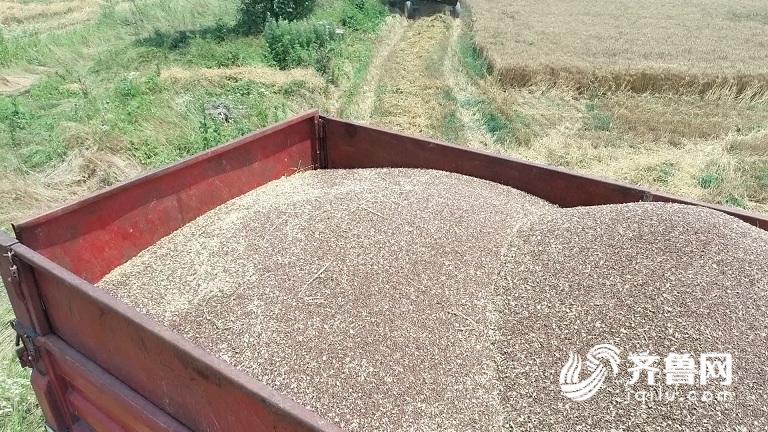 1c4b67b4c7a17ab3ddb41fb76cbb4005.jpg 小麦.jpg