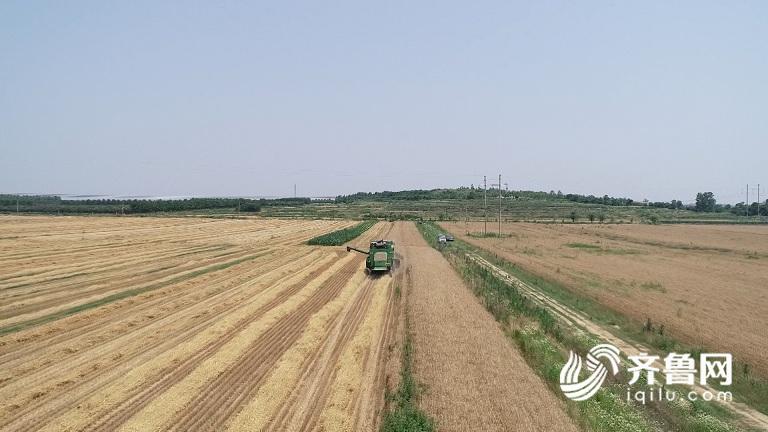 0a9c6c72f7f7983c21ccbf533421b9da.jpg 小麦3.jpg